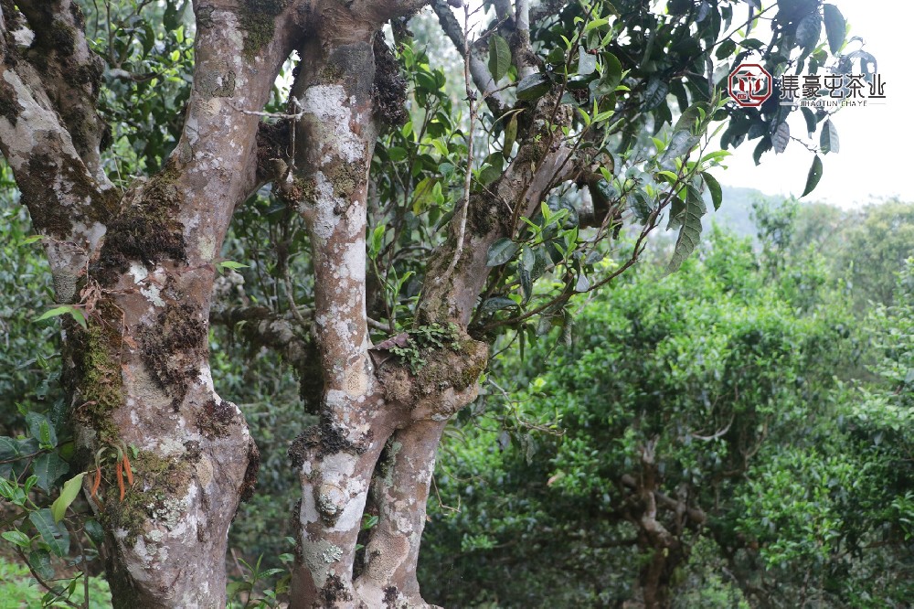 1667468577165174.jpg IMG_1480.JPG