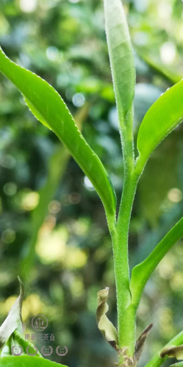 待疫情過去,我第一個想見你