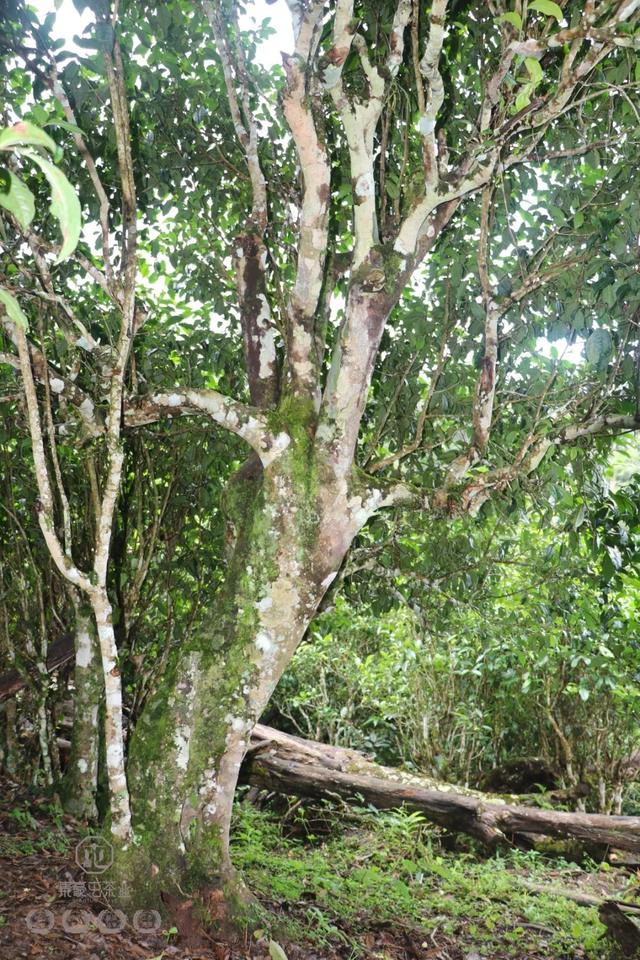 其實(shí)新班章比老班章更老