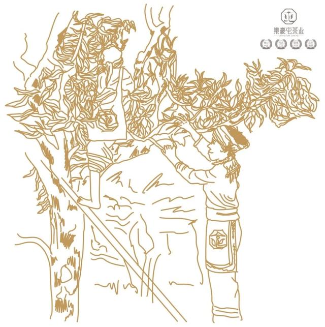 云南人不喝普洱茶？