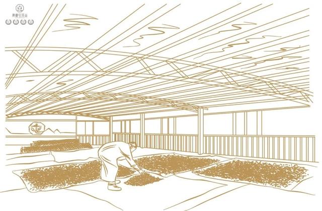 云南人不喝普洱茶？