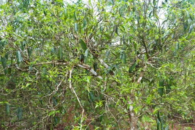 說說普洱茶鮮葉采摘的“潛規(guī)則”