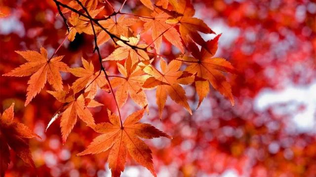 楓葉紅了,裝點滿山景色