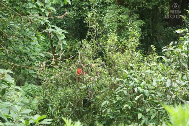 當我站在西雙版納之巔,這是我離云端最近的一次