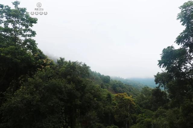 當我站在西雙版納之巔,這是我離云端最近的一次
