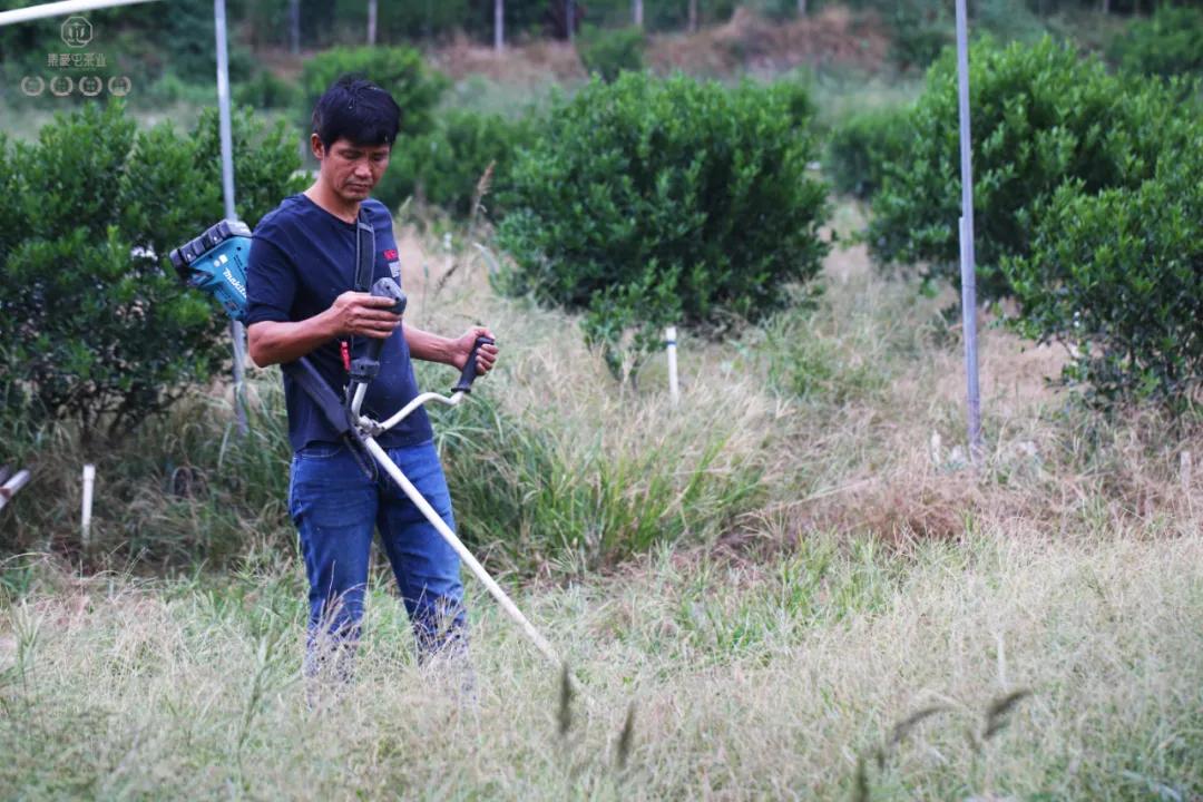 末代梅江陳皮，珍稀且珍惜