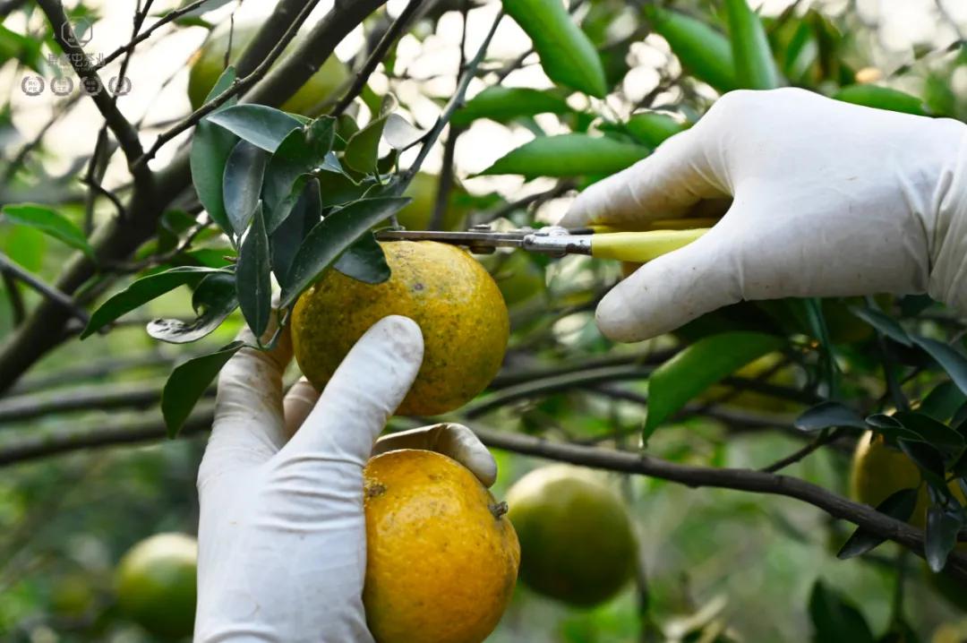 末代梅江陳皮，珍稀且珍惜