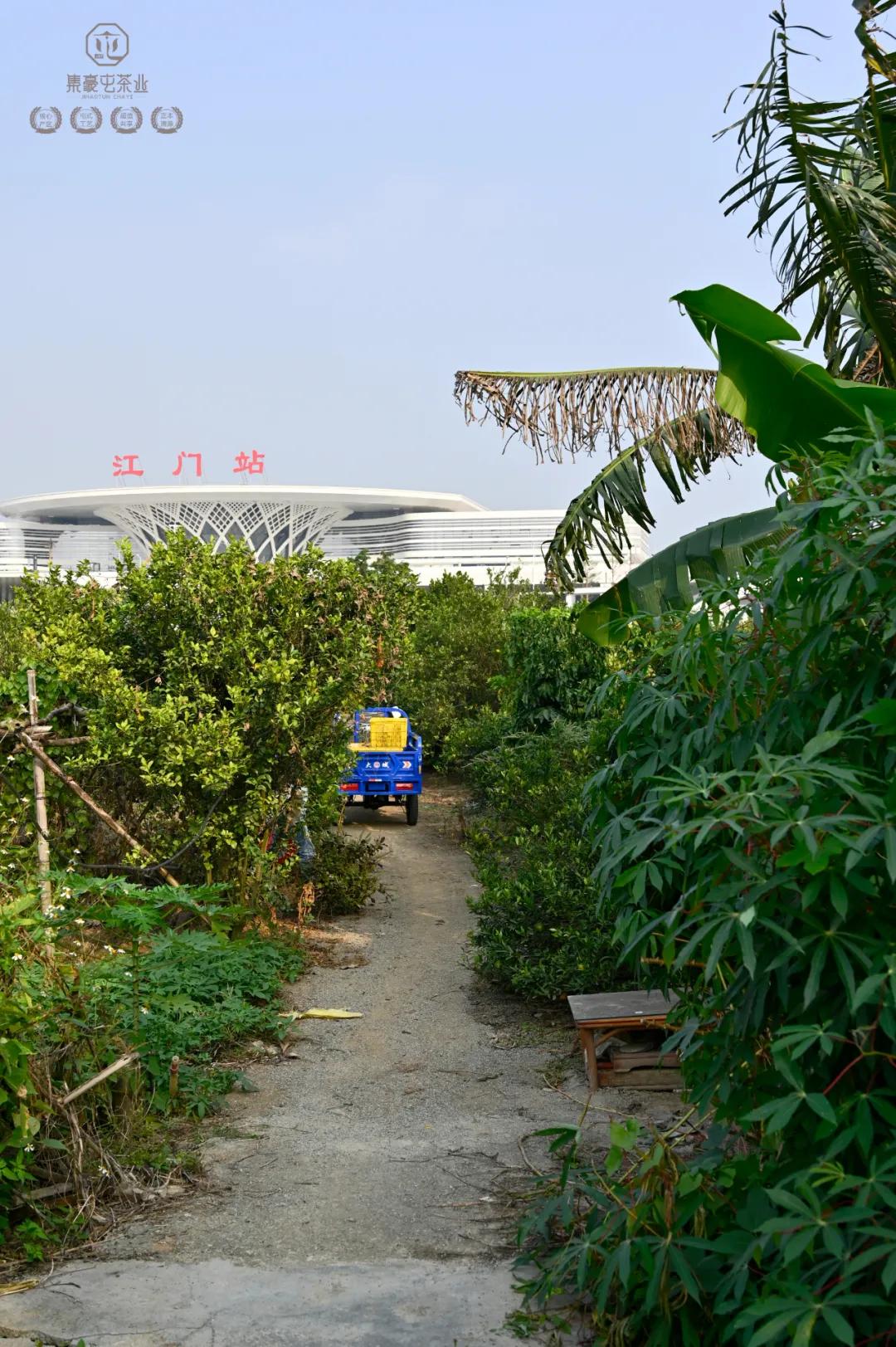 末代梅江陳皮，珍稀且珍惜