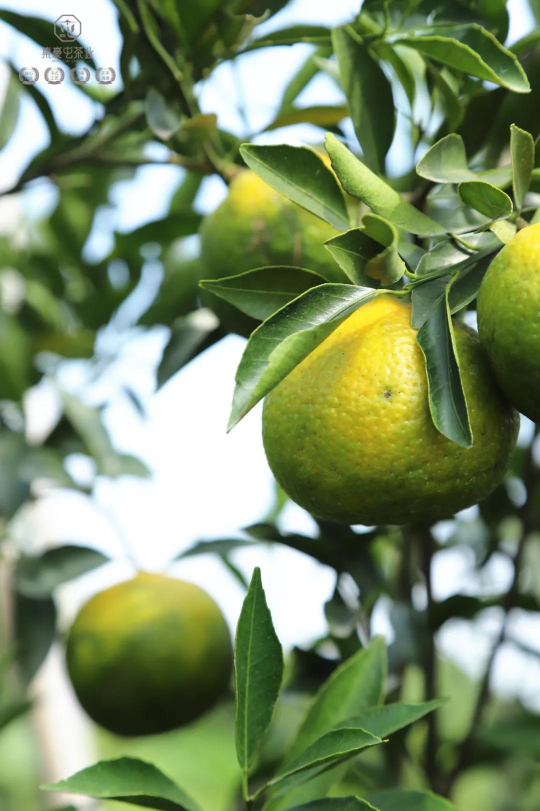 末代梅江陳皮，珍稀且珍惜